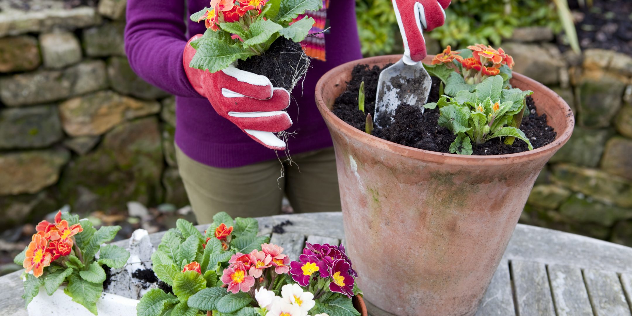 Planting Spring Flowers in Terracotta Pots